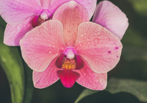 Welke bijzondere plantensoorten kun je tegenkomen in het Andes gebergte?