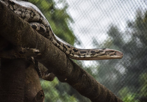 5 interessante weetjes over de natuur van Suriname