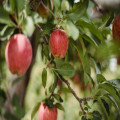 Wat betekent: De appel valt niet ver van de boom